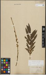 Foto von Salix purpurea L. x Salix viminalis L.